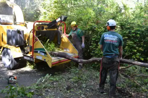 tree services Mad River